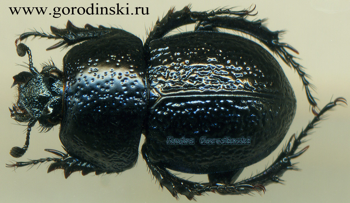 http://www.gorodinski.ru/geotrupes/odontotrypes jiuding.jpg